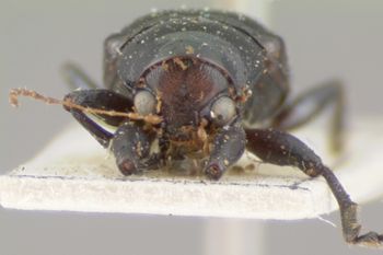 Media type: image; Entomology 9801   Aspect: head frontal view